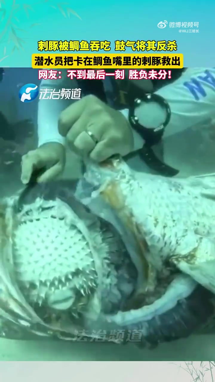 潜水员发现鲷鱼嘴里卡刺豚，决定将刺豚救出