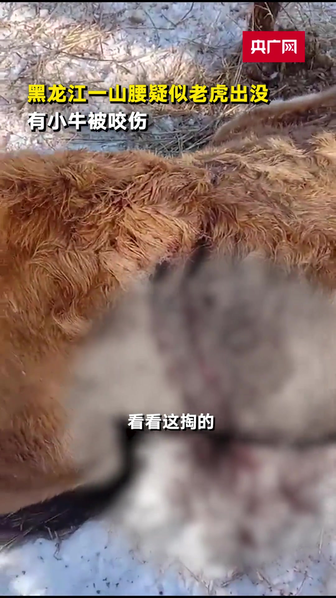 黑龙江一山腰疑似老虎出没有小牛被咬伤