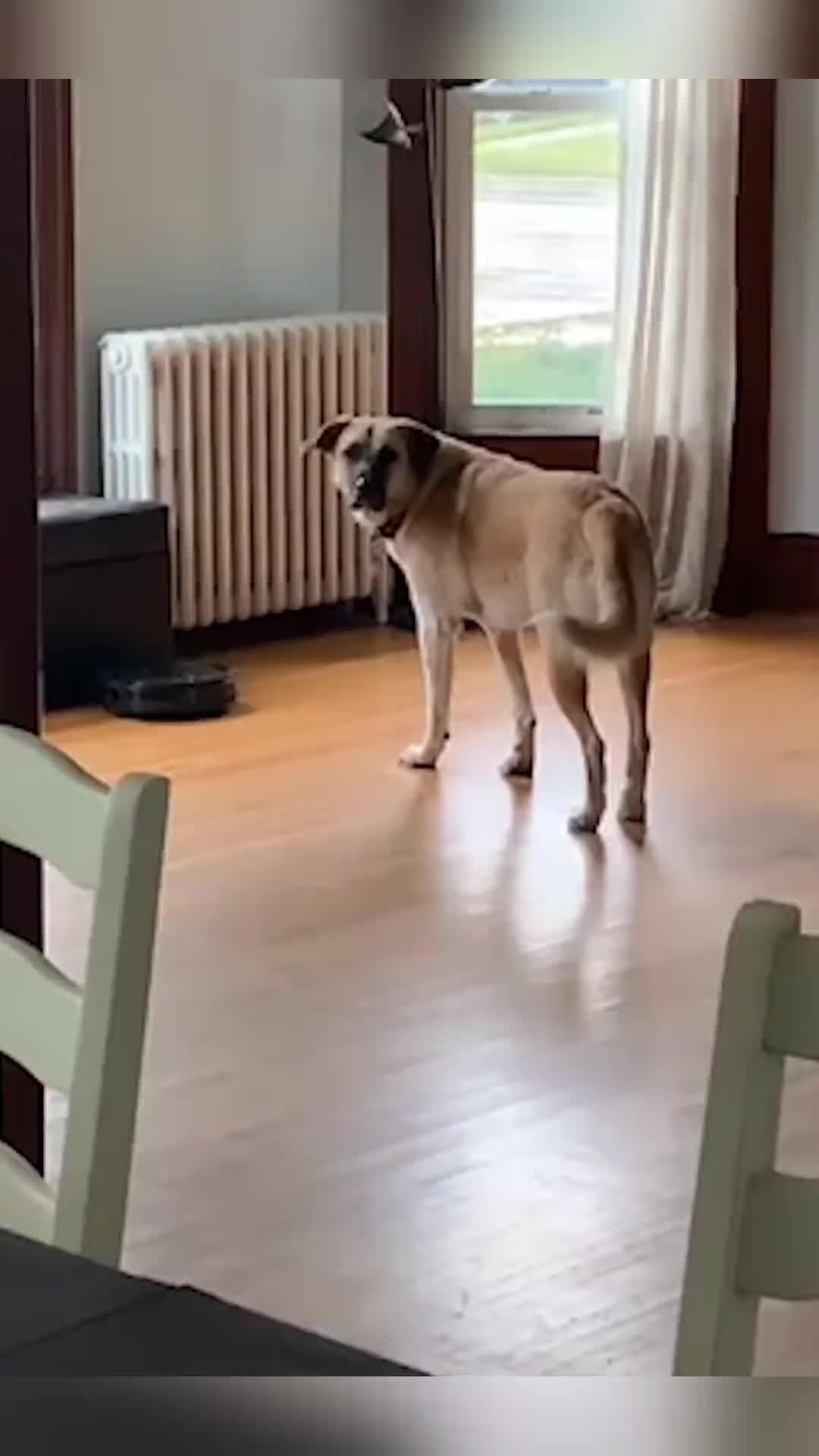 这狗狗是受惊体质哈哈哈！！