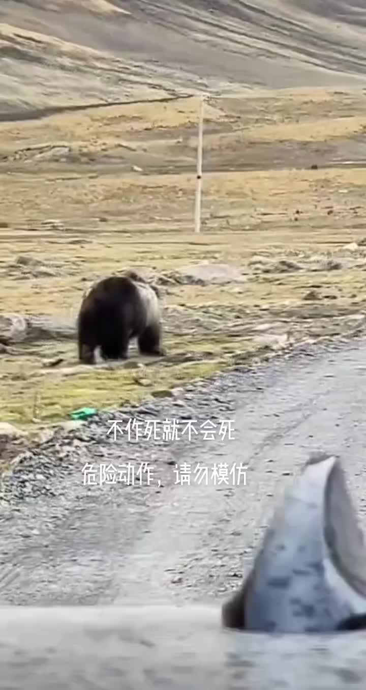 他可能认为他上车动作比熊快！