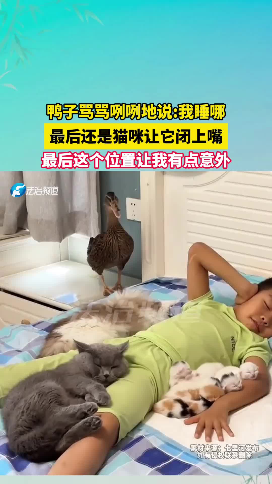 鸭子骂骂咧咧地说我睡哪，最后还是猫咪让它闭上嘴！