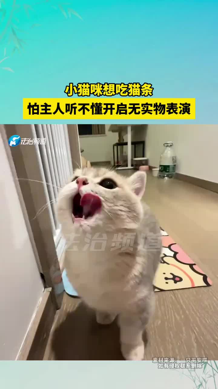 小猫咪想吃猫条，怕主人听不懂开启无实物表演！