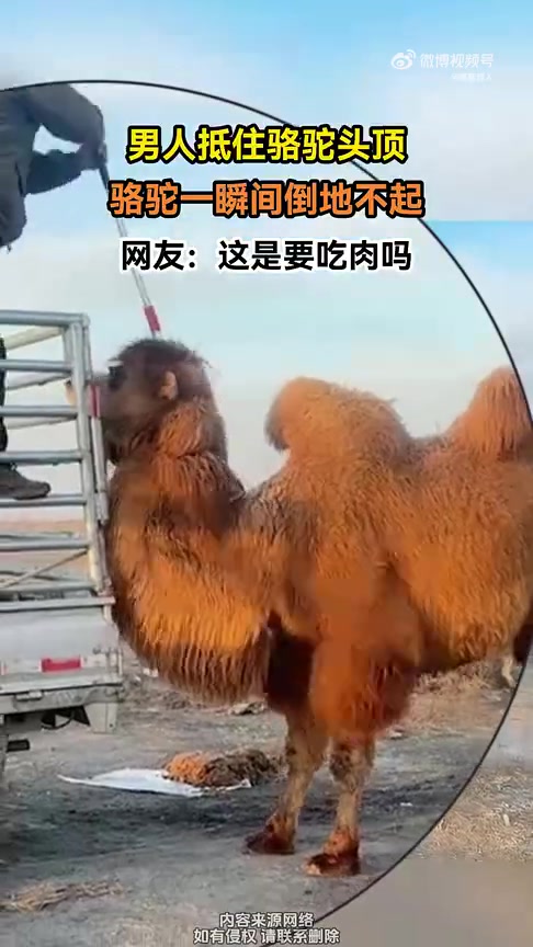 男人抵住骆驼头顶，骆驼一瞬间倒地不起！这是干嘛呢