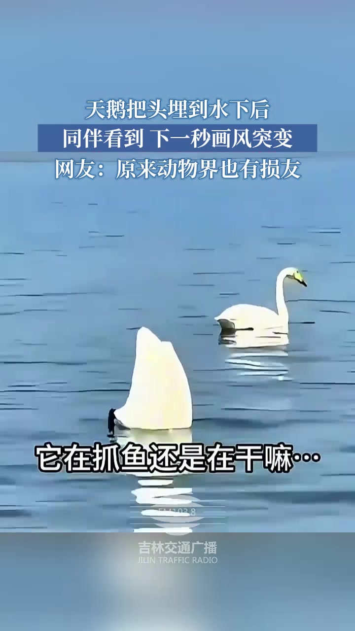 天鹅把头埋到水下后，不料
