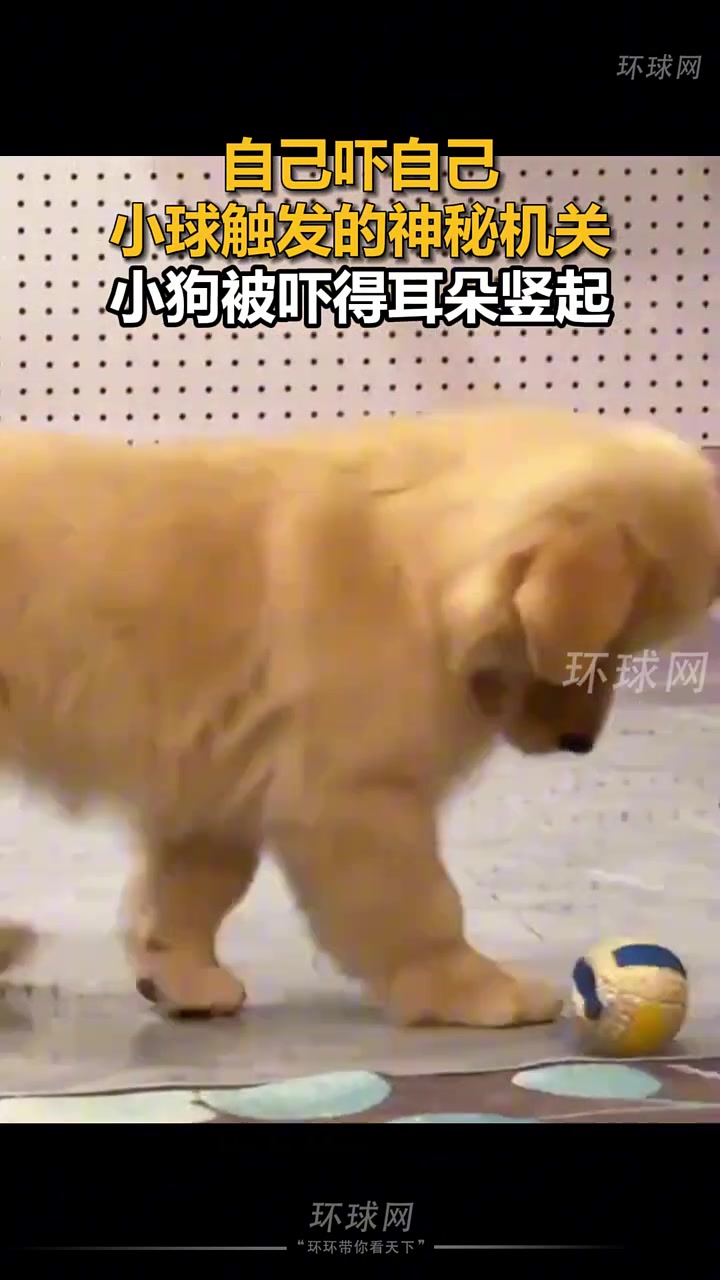 自己吓自己，小球触发的神秘机关，小狗被吓得耳朵竖起