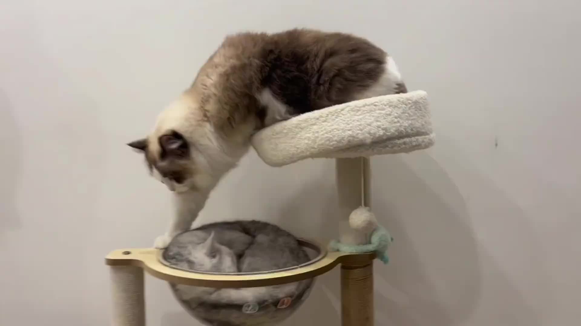 灰猫：不是哥们，你是故意的吧！