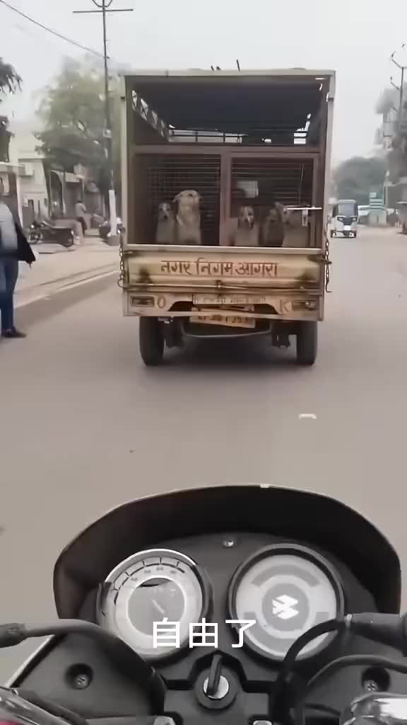 狗：各回各家，各找各妈！