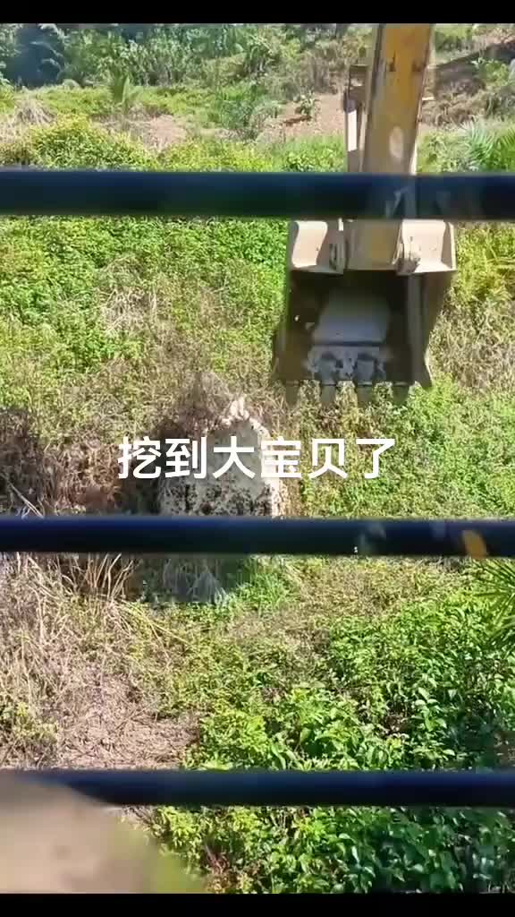 这是挖到一个大宝贝了啊！