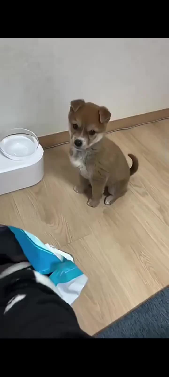 狗：咋就不懂我呢！！