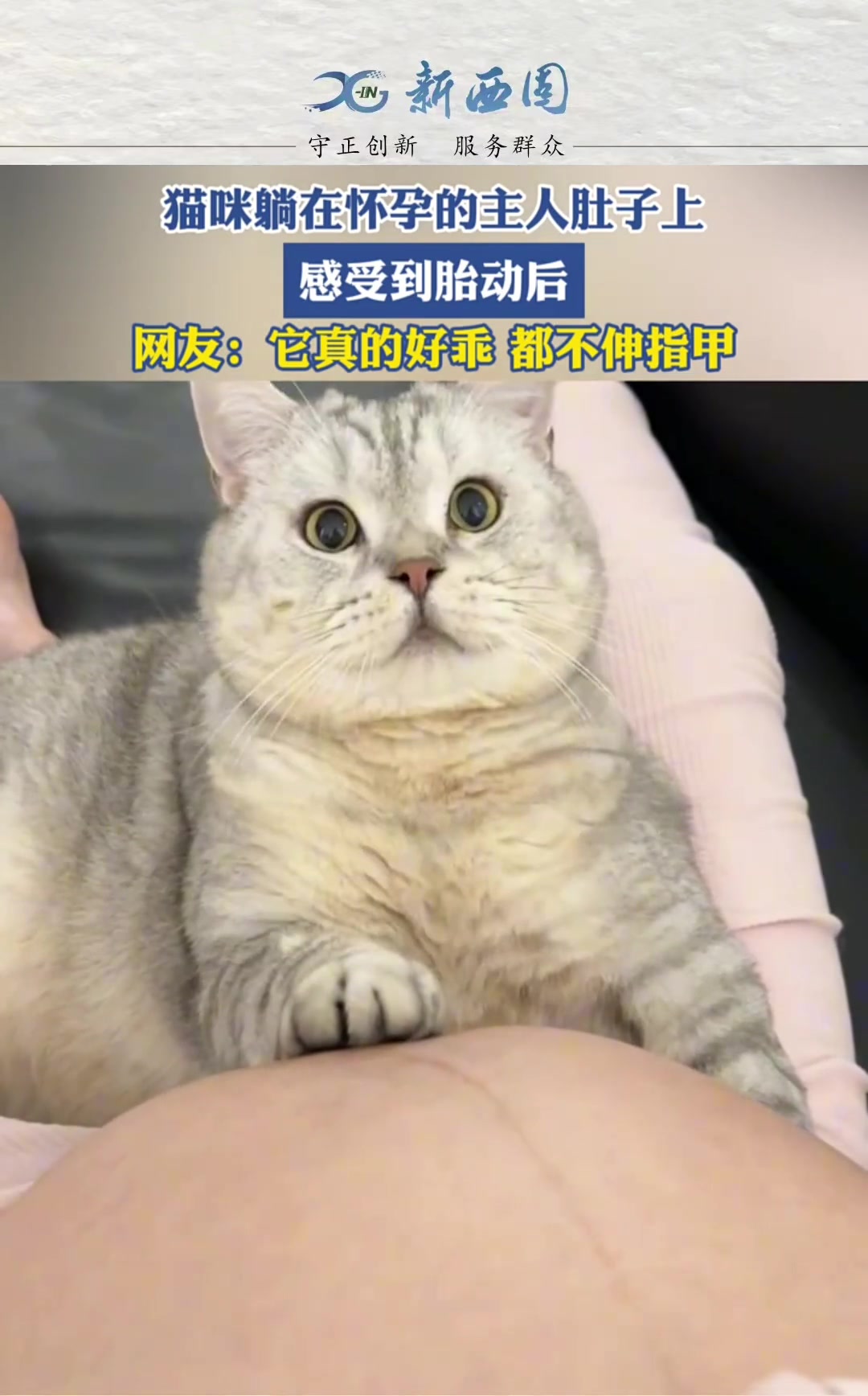 猫咪躺在怀孕的主人肚子上，感受到胎动后...