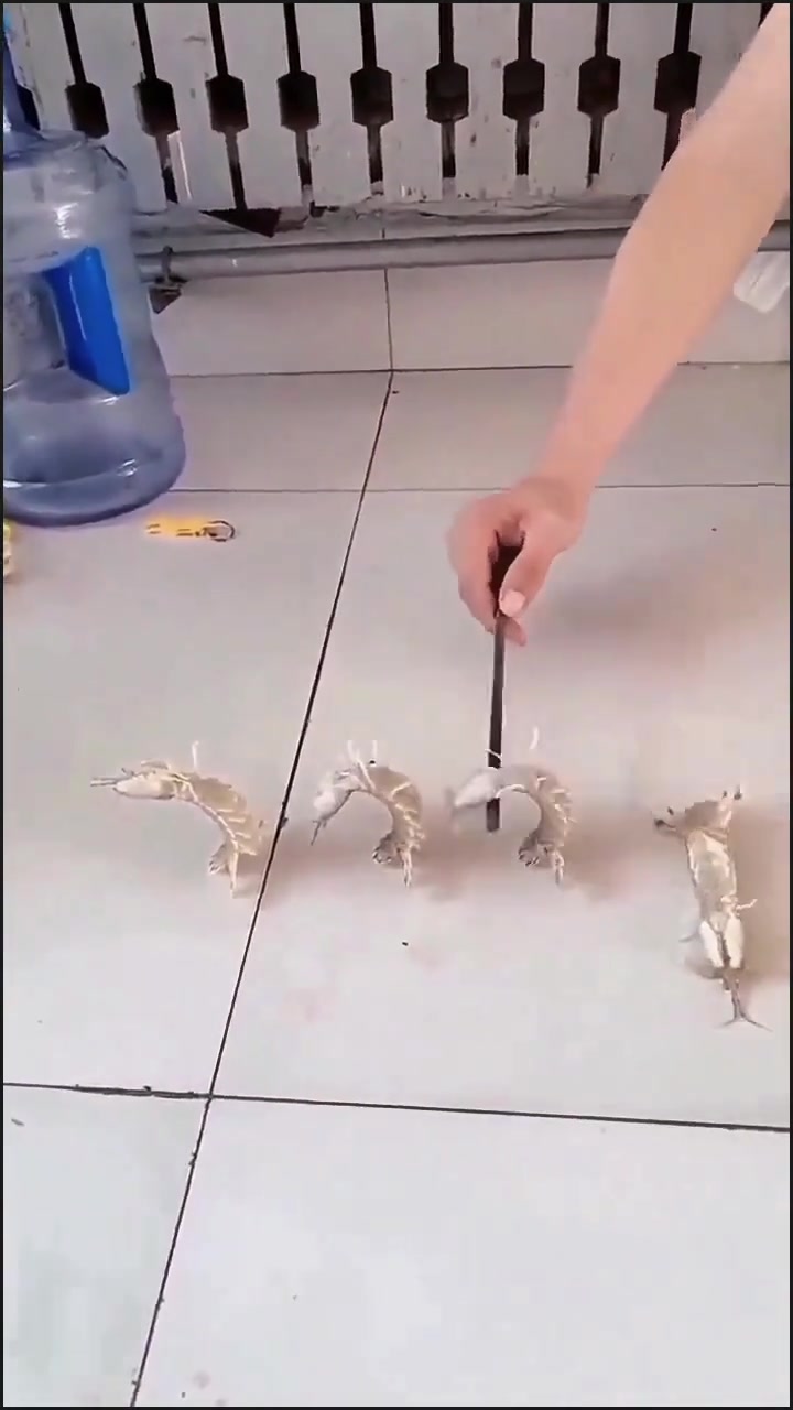 我咋看出来虾虾们满满的求生欲