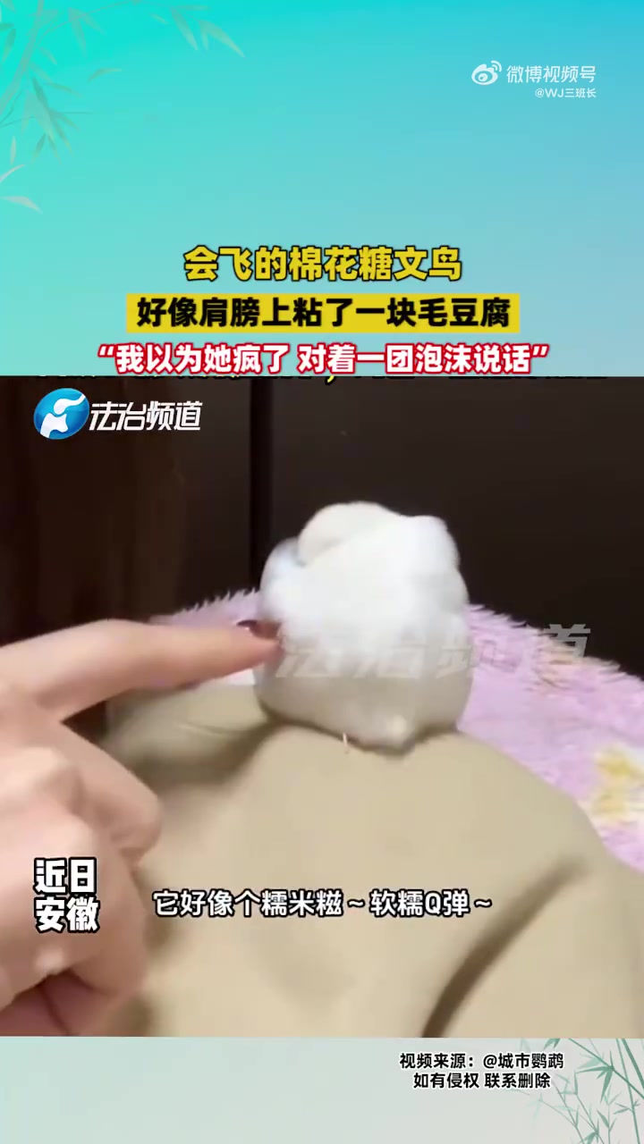 会飞的棉花糖文鸟好像肩膀上粘了一块毛豆腐