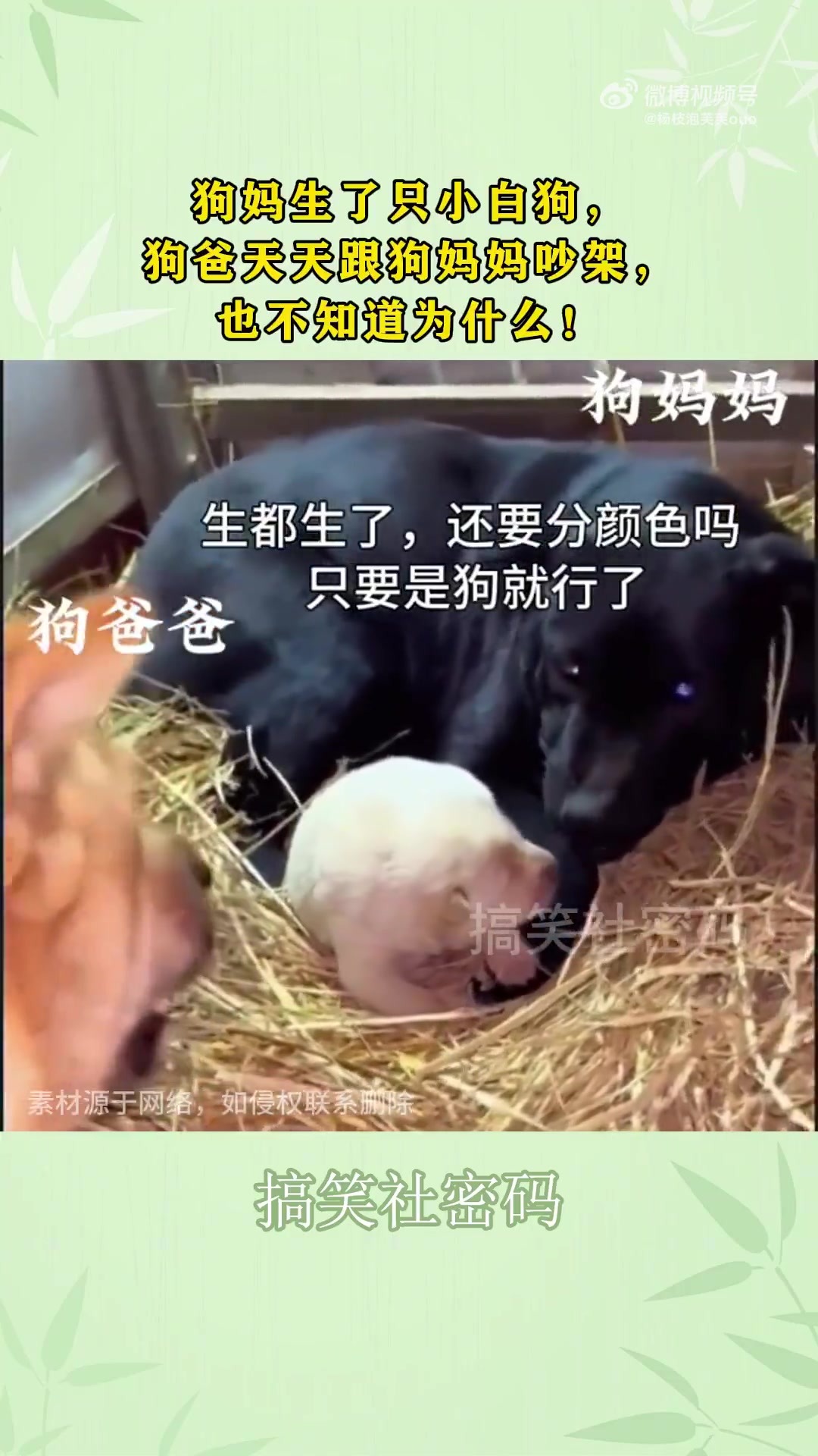 狗妈生了只小白狗，狗爸天天跟狗妈妈吵架，也不知道为什么！