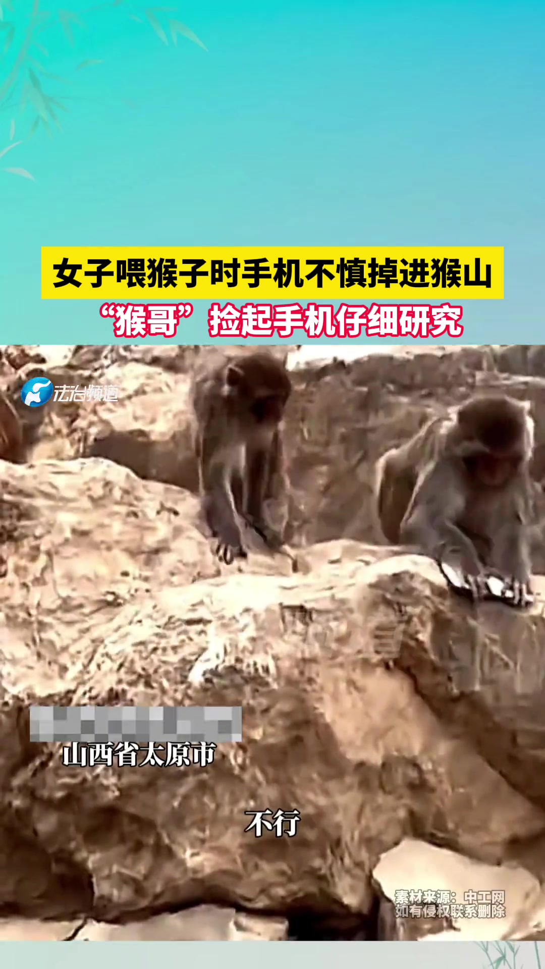 女子喂猴子时手机不慎掉进猴山，“猴哥”捡起手机仔细研究