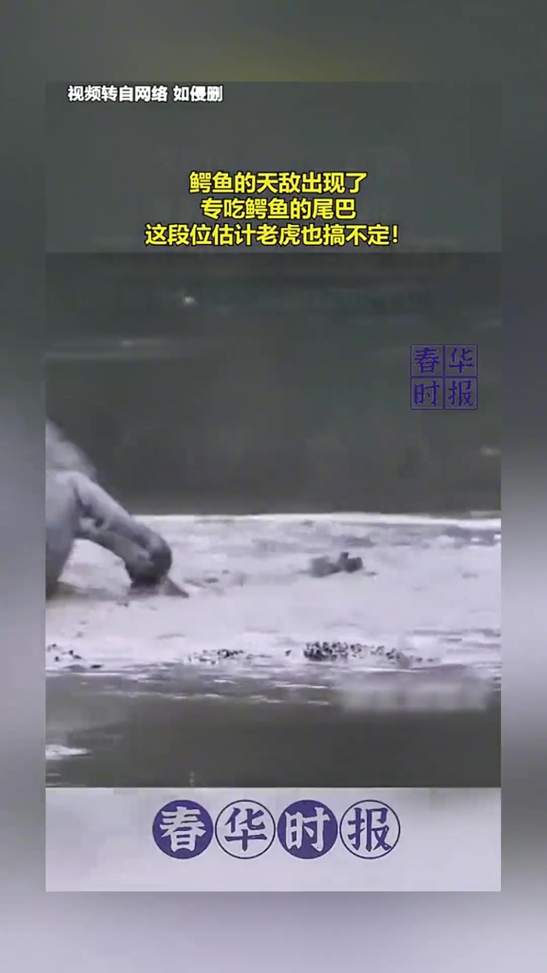鳄鱼的天敌出现了，专吃鳄鱼的尾巴