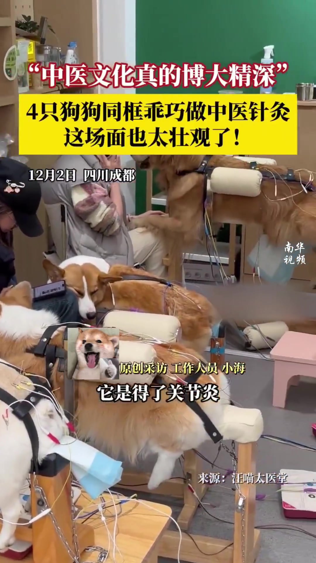 不懂就问狗做针灸真的有用吗