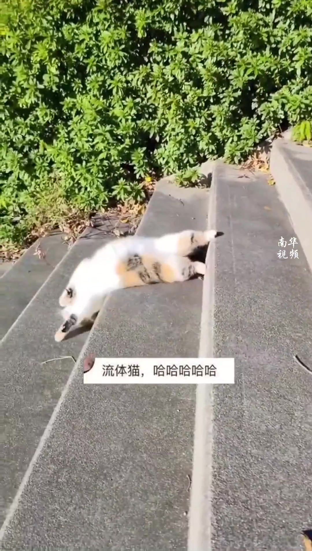 都说了几百遍了！猫就是液体！