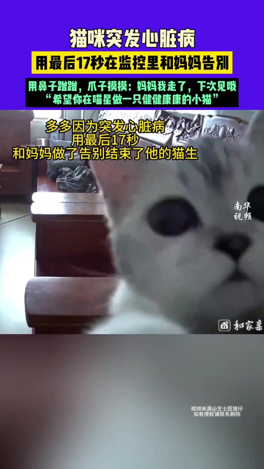 猫咪多多突发心脏病，用最后17秒和主人告别！