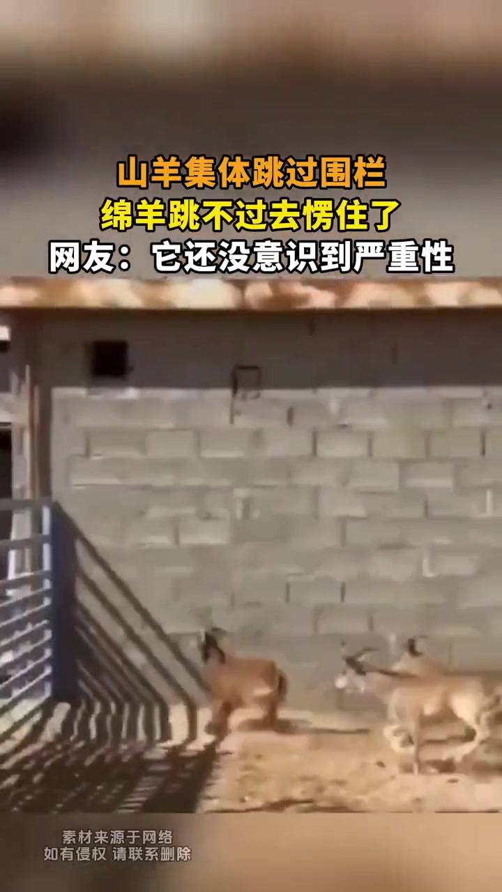 山羊集体跳过围栏绵羊跳不过去愣住了