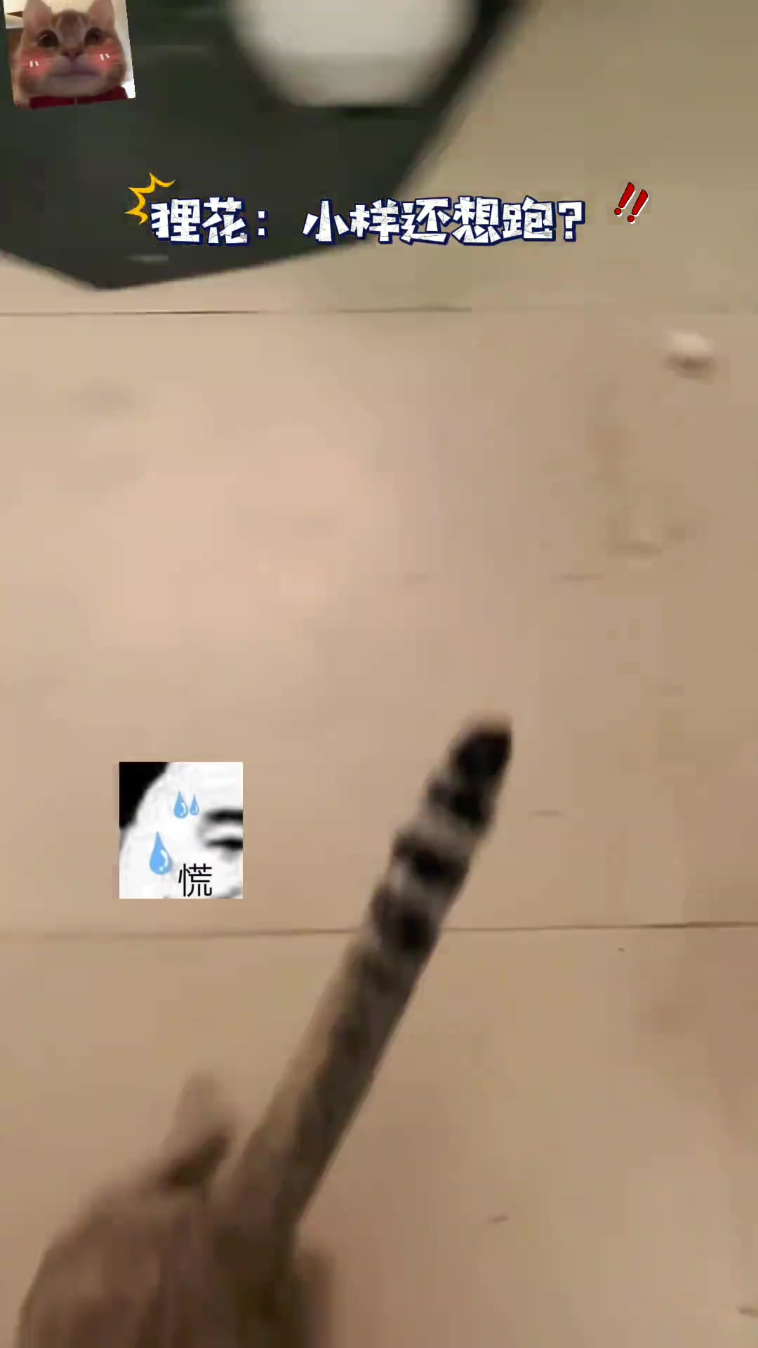 这狸花也太生猛了吧最后把大白给看懵了