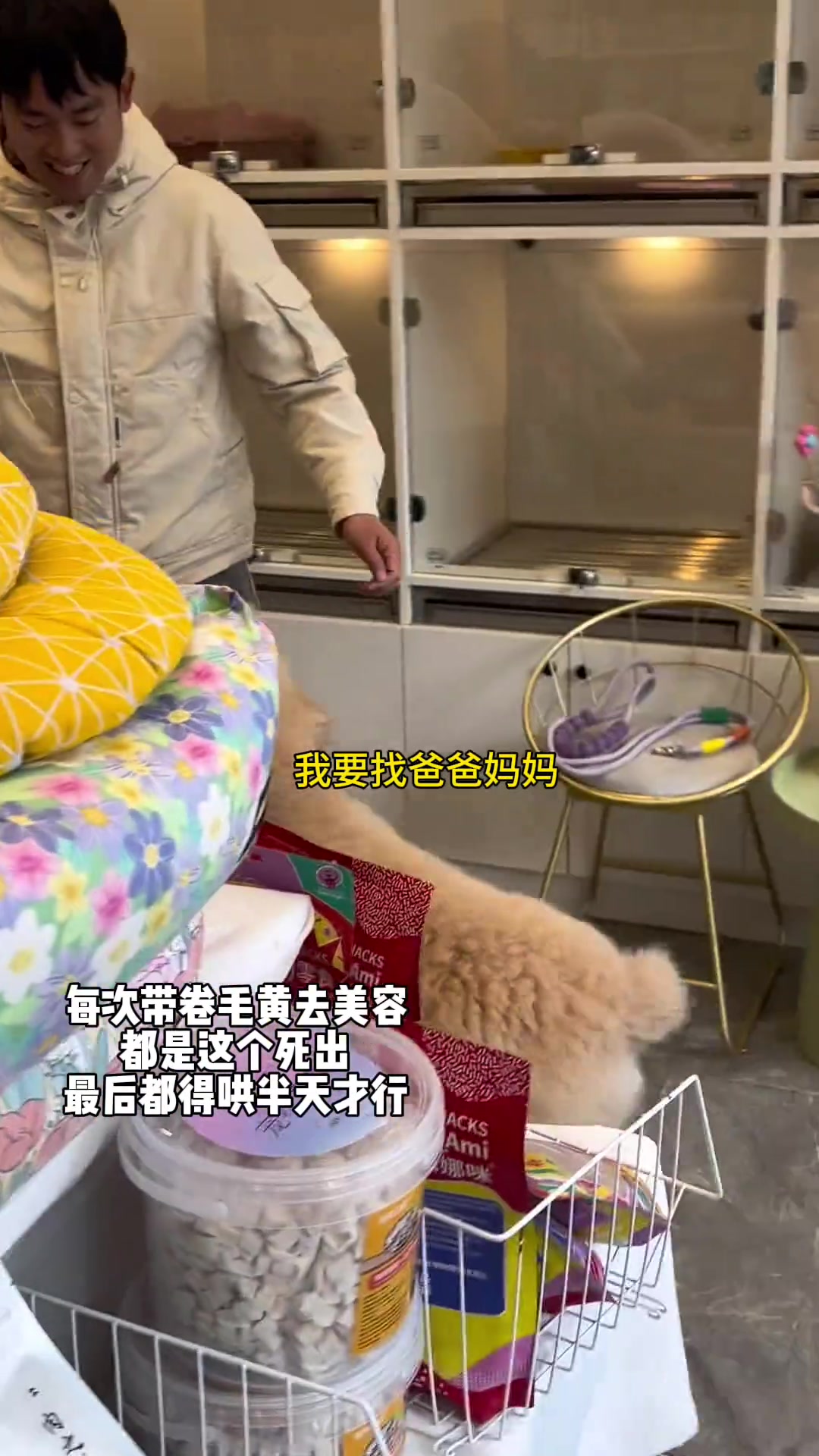 卷毛黄这个小家伙每次洗澡美容都得闹这么一出！