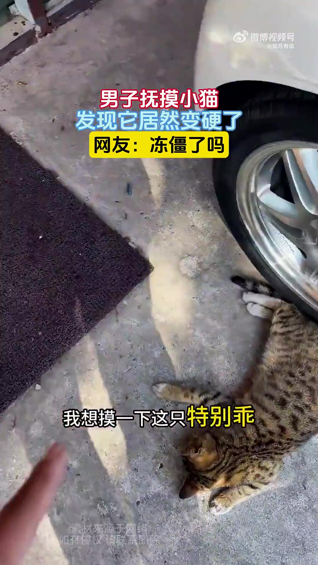 男子抚摸小猫，发现它居然变硬了，网友：冻僵了吗