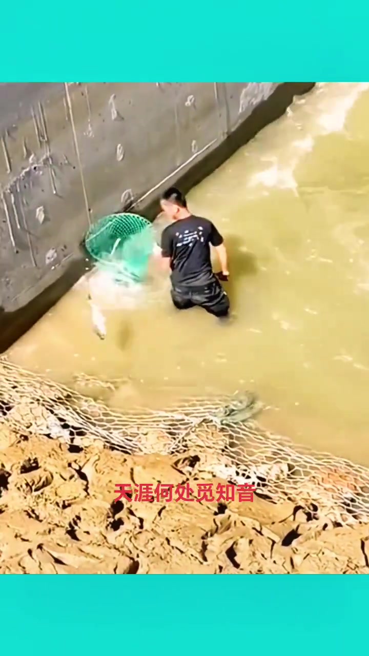 水库泄洪，到处都是鱼