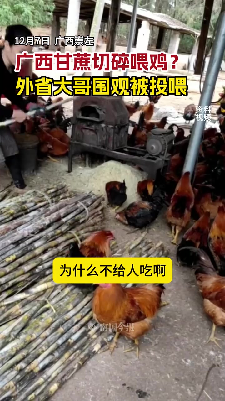 广西崇左“广西甘蔗切碎喂鸡外省大哥围观被投喂