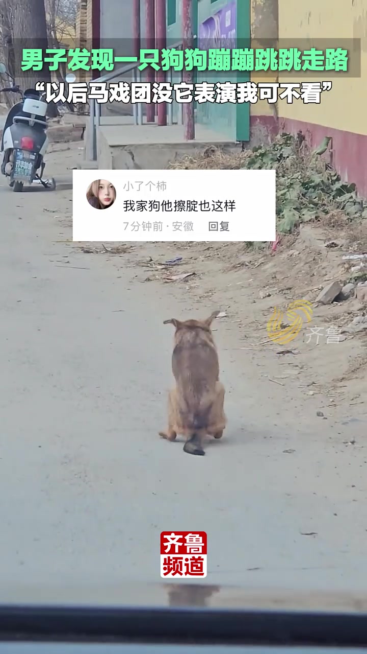 男子发现一只狗狗蹦蹦跳跳走路，网友：后腿今天限号吗