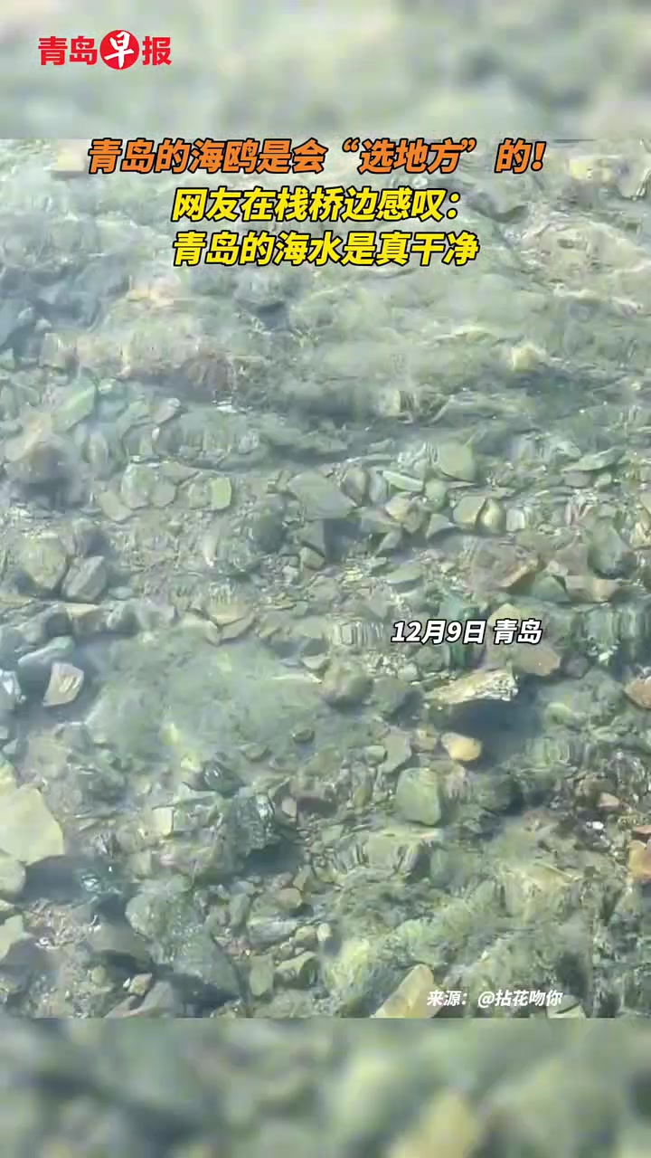 海鸥是会“选地方”的，网友在栈桥边感叹：青岛的海水是真干净！