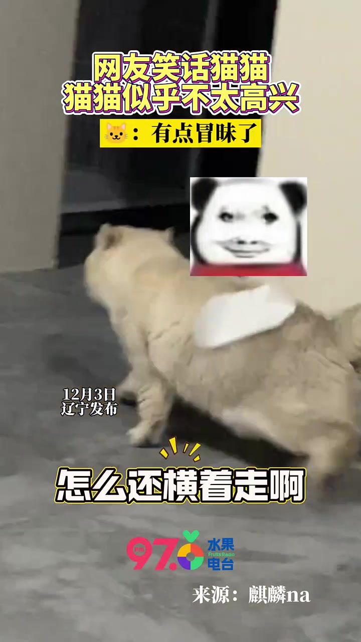 猫猫：不许笑！