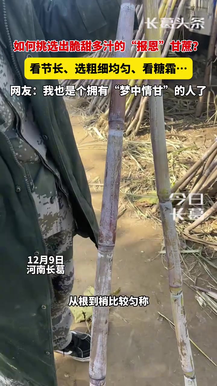 如何挑选“报恩”甘蔗只需要几步！快学起来！