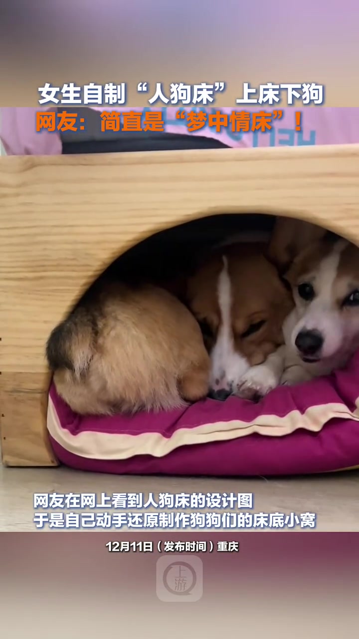 女生自制“人狗床”上床下狗，网友：简直是“梦中情床”