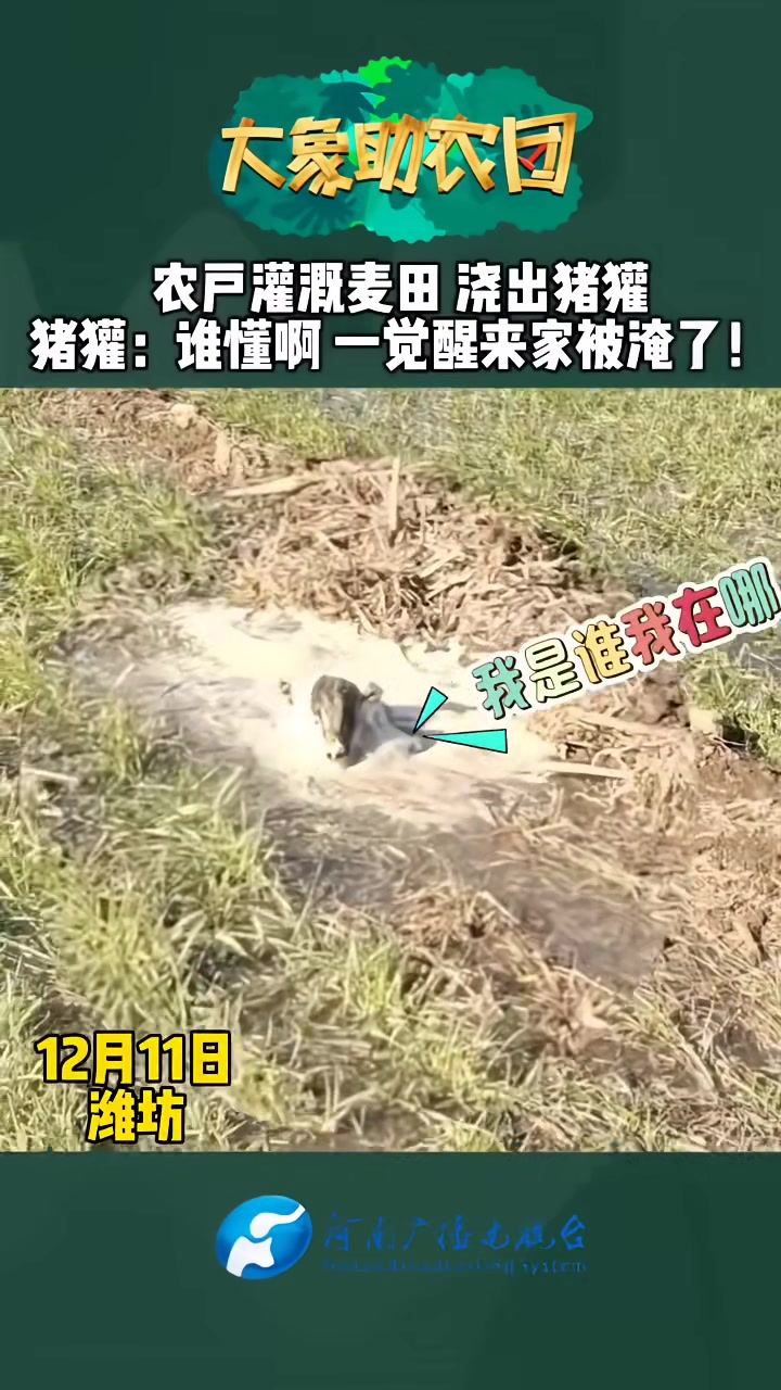 农户灌溉麦田，浇出猪獾