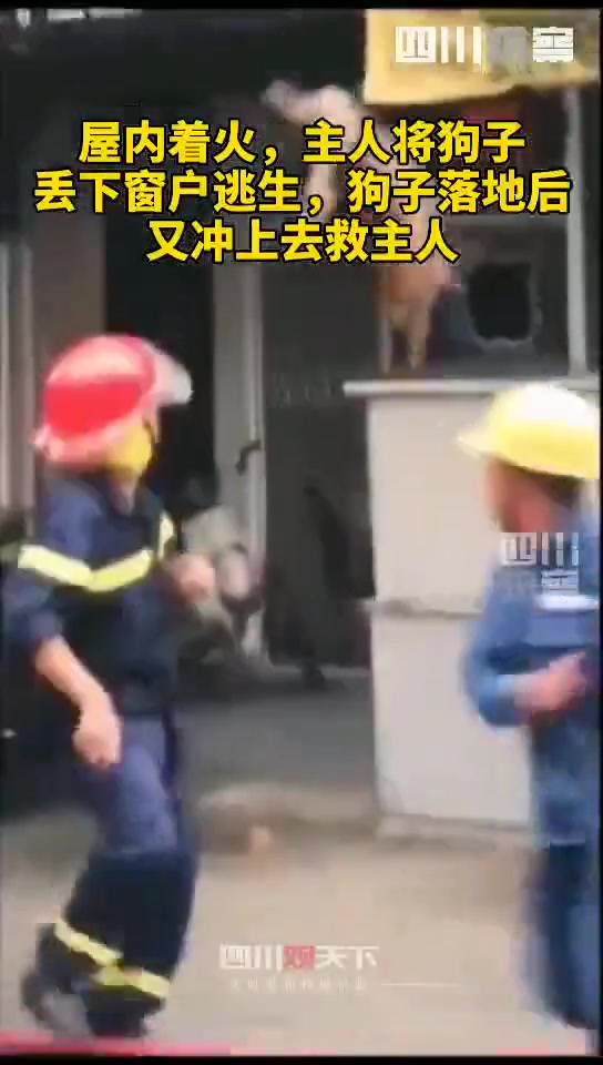 屋内着火主人将狗子丢下窗户逃生狗子落地后又冲上去救主人