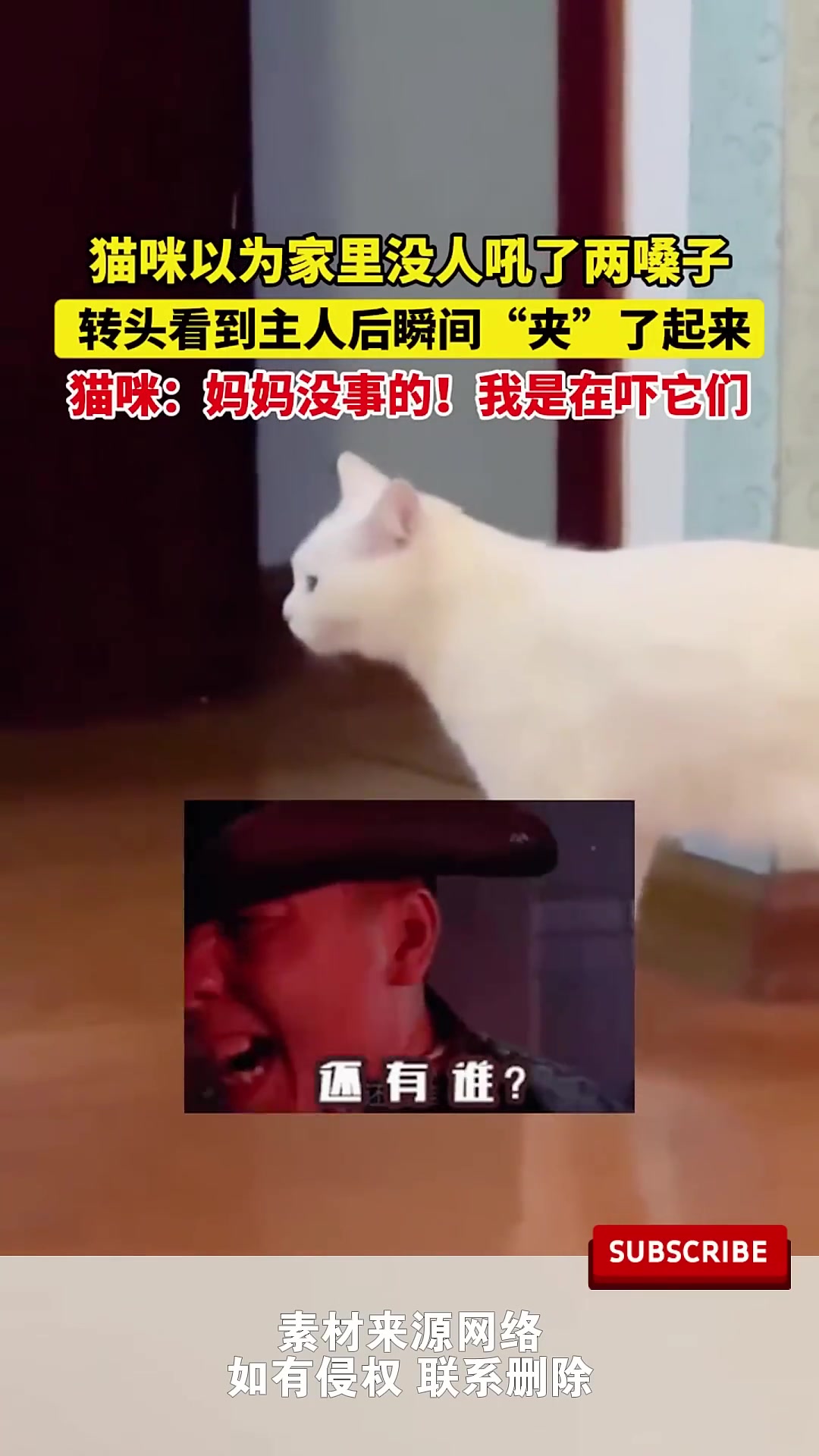 貓咪以為家裏沒人吼了兩嗓子，转头看到主人後瞬間“夾”了起來