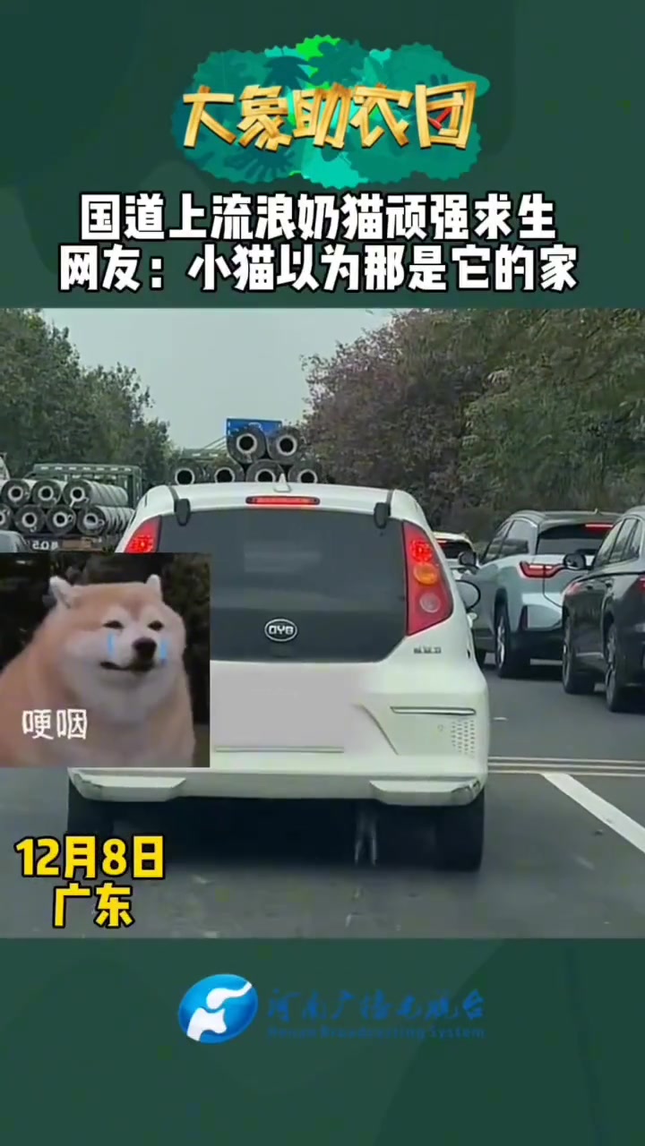 国道上流浪奶猫顽强求生网友：小猫以为那是它的家