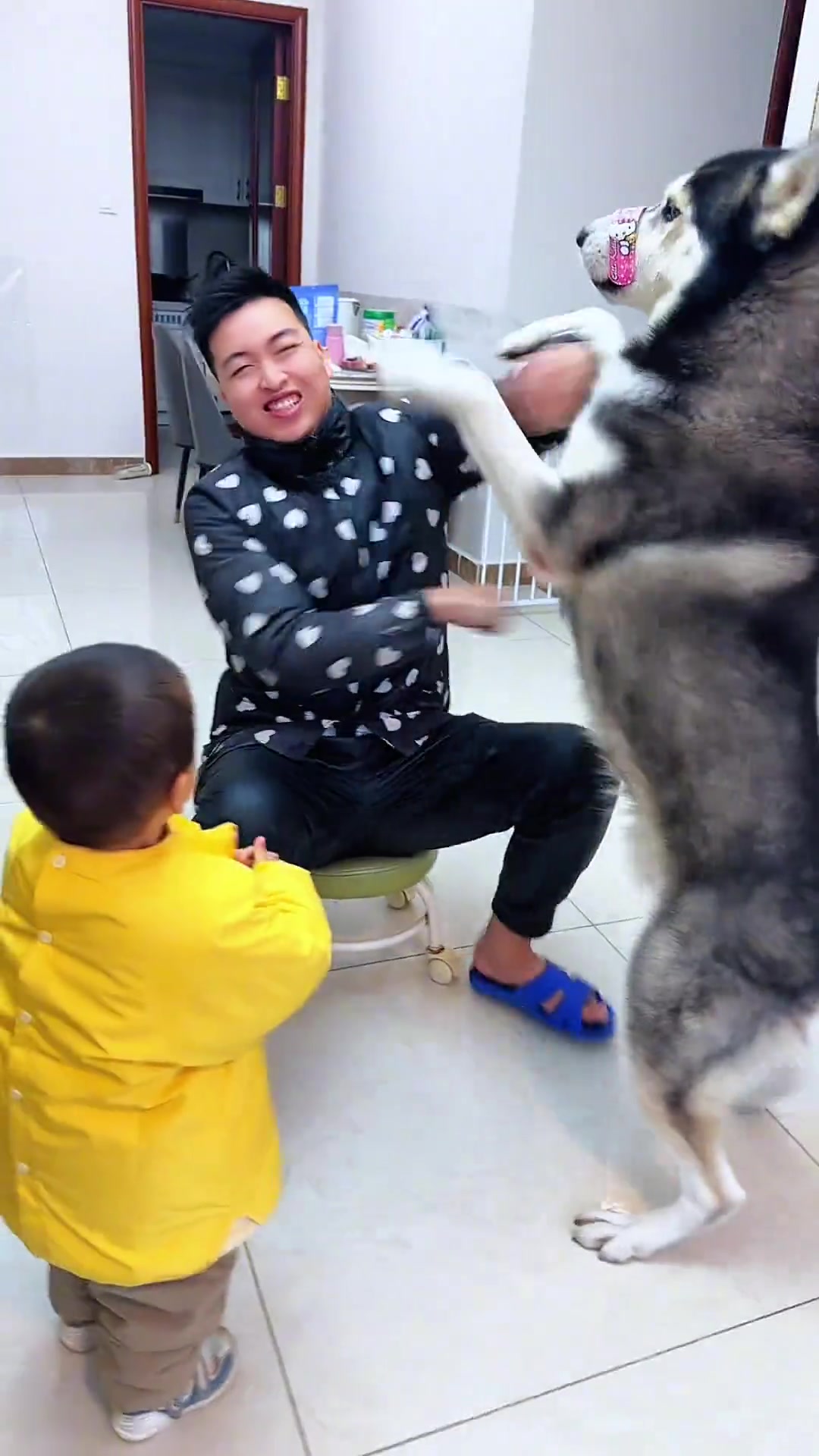 哈士奇动手的时候我都要怀疑是不是ai合成的了