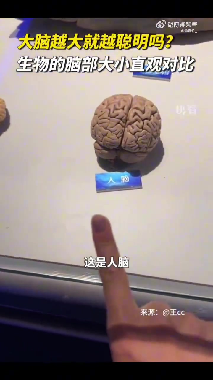 大脑越大越聪明来看生物脑部大小直观对比