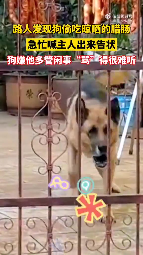 路人发现狗狗在偷吃腊肠，急忙叫来主人告状，狗嫌他多管闲事！