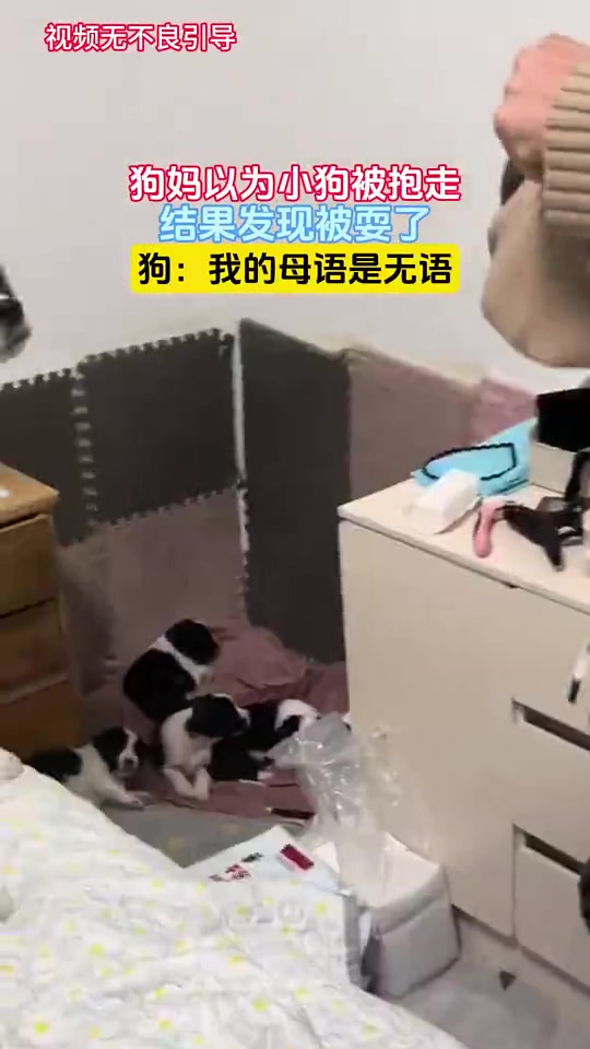 狗妈以为小狗被抱走，结果发现被耍了，狗：我的母语是无语