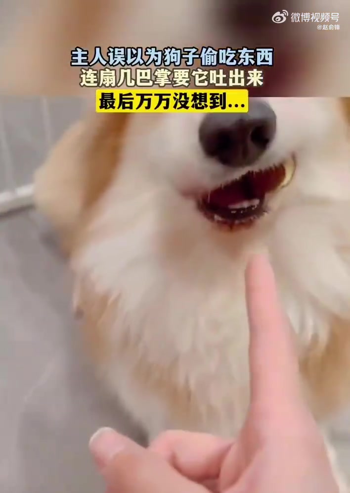 狗狗的爱永远单纯