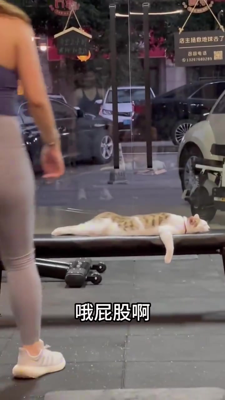 在健身房连猫咪的屁股都是翘的