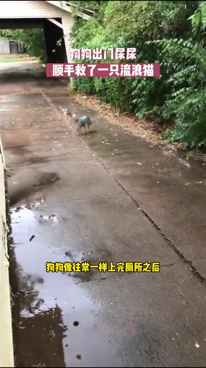 狗狗下雨天捡回来一只小猫