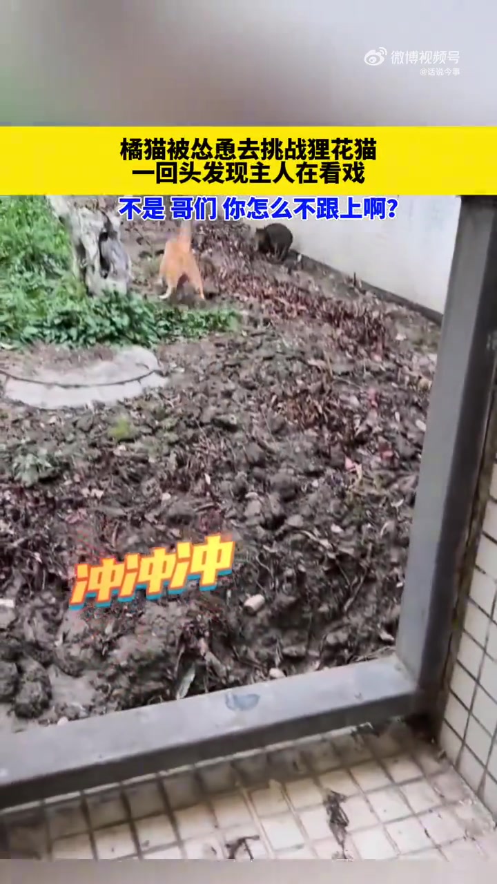橘猫：不是哥们你怎么不跟上啊