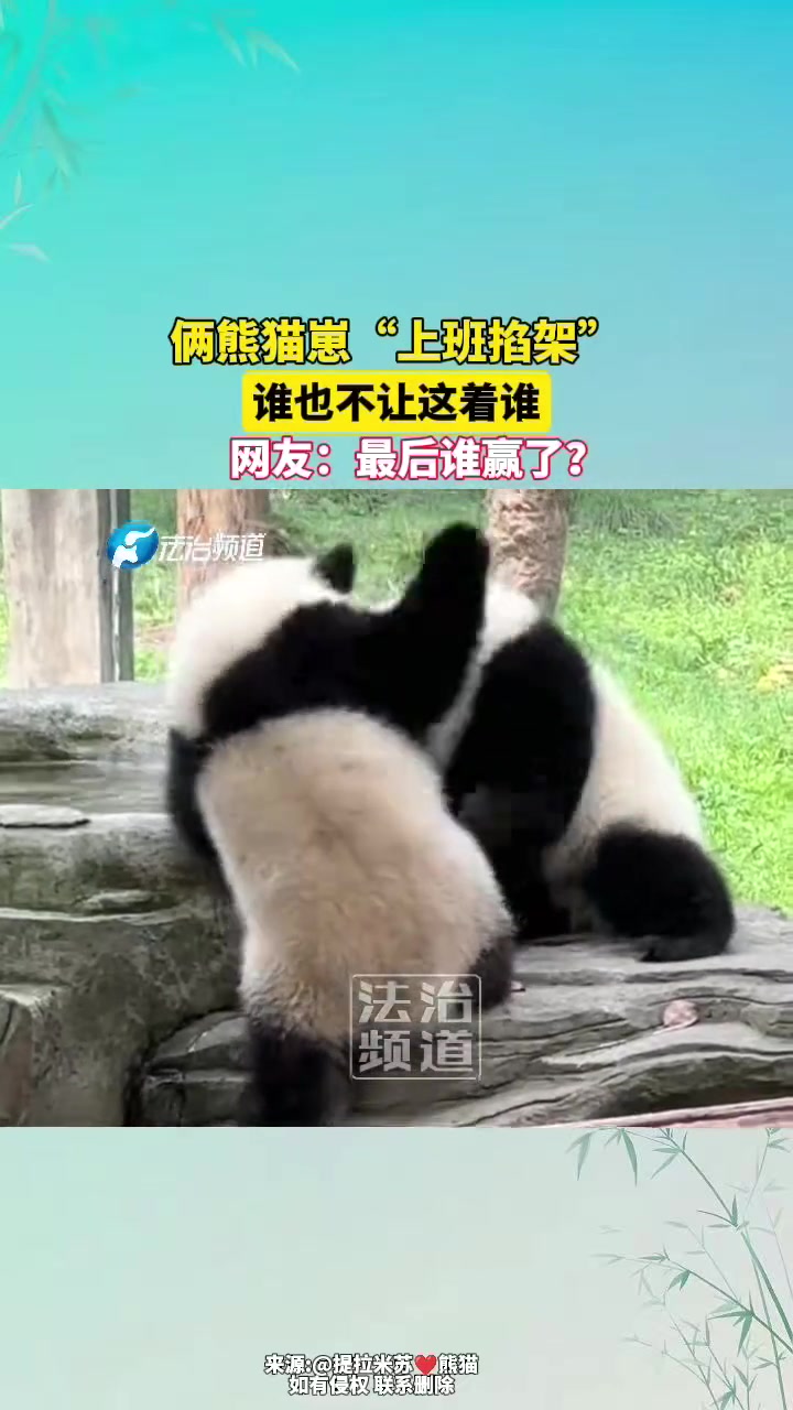 俩熊猫崽“上班掐架”谁也不让这着谁