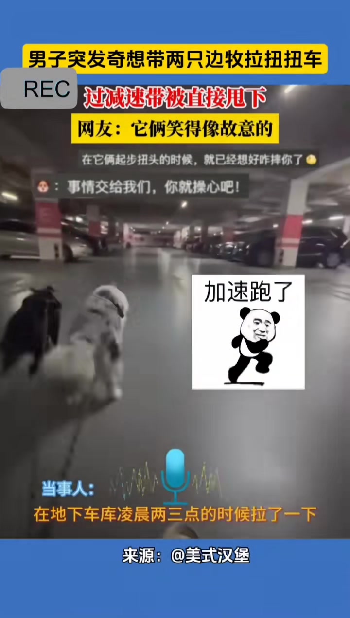 男子突發(fā)好奇想試試兩只狗能不能拉起來小孩子做妞妞車