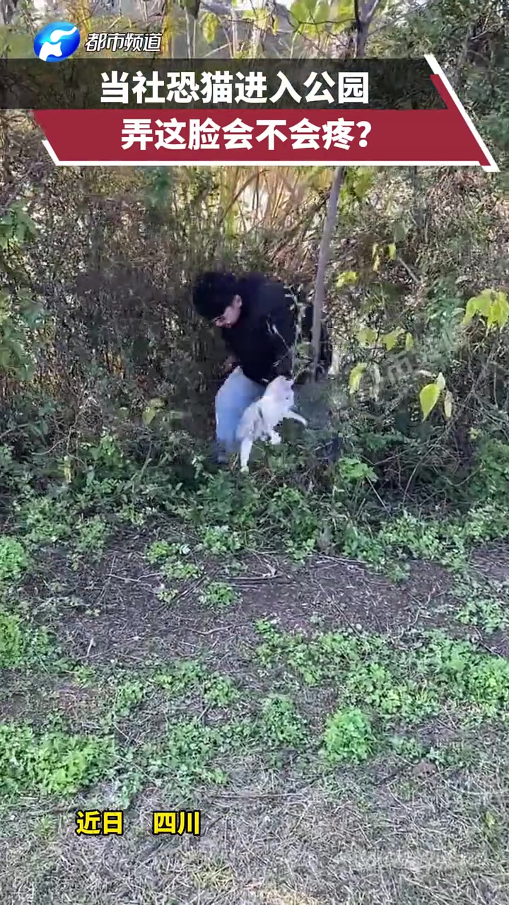 當社恐貓進入公園，秒變貓溜主人