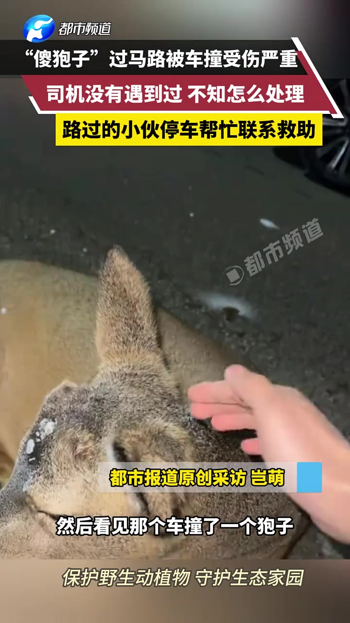 “傻狍子”過馬路被車撞受傷嚴重，司機沒有遇到過，不知怎么處理
