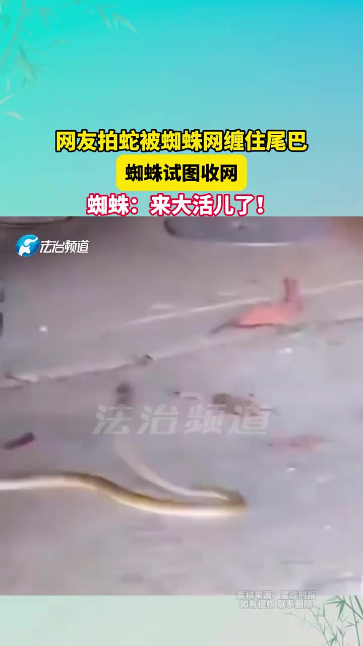 網友拍蛇被蜘蛛網纏住尾巴，蜘蛛試圖收網，蜘蛛來大活兒了